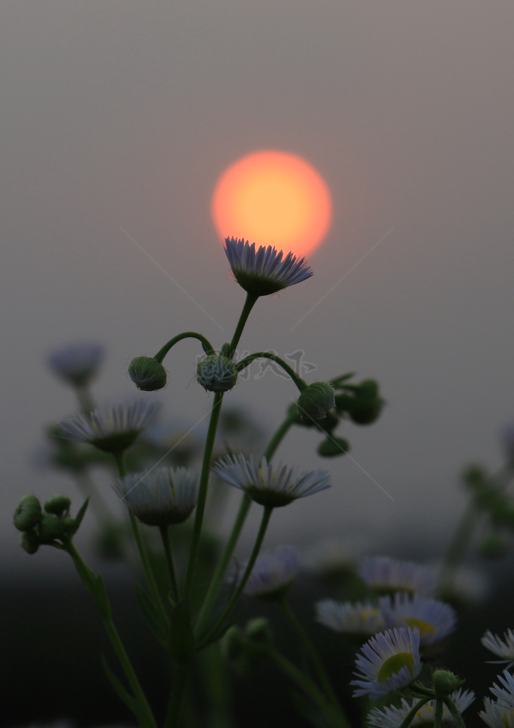 夕阳下的小野花